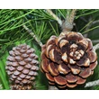 Kép 2/3 - Pinus pinea – Mandulafenyő
