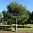 Kép 1/3 - Pinus pinea – Mandulafenyő