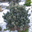 Kép 2/2 - Pinus pumila 'Säntis' – Törpe cirbolyafenyő