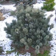 Kép 2/2 - Pinus pumila 'Säntis' – Törpe cirbolyafenyő