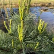 Kép 2/3 - Pinus strobus 'Blue Shag' – Selyemfenyő