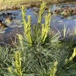 Kép 3/3 - Pinus strobus 'Blue Shag' – Selyemfenyő