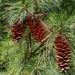 Kép 1/3 - Pinus strobus – Selyemfenyő