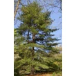 Kép 2/3 - Pinus strobus – Selyemfenyő