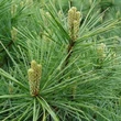 Kép 3/3 - Pinus strobus – Selyemfenyő