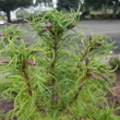 Kép 1/3 - Pinus strobus 'Torulosa' – Selyemfenyő