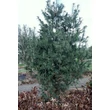 Kép 3/3 - Pinus strobus 'Torulosa' – Selyemfenyő