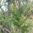 Kép 2/3 - Pinus strobus 'Torulosa' – Selyemfenyő