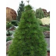 Kép 2/2 - Sciadopitys verticillata – Japán ernyőfenyő