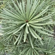 Kép 2/3 - Sciadopitys verticillata 'Sternschnuppe' – Japán ernyőfenyő
