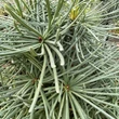 Kép 3/3 - Sciadopitys verticillata 'Sternschnuppe' – Japán ernyőfenyő
