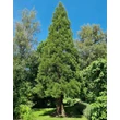 Kép 4/4 - Sequoiadendron giganteum - Óriás mamutfenyő