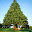 Kép 1/4 - Sequoiadendron giganteum - Óriás mamutfenyő