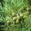 Kép 3/4 - Sequoiadendron giganteum - Óriás mamutfenyő