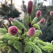 Kép 2/5 - Picea abies 'Acrocona' – Tobozluc