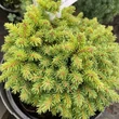 Kép 2/3 - Picea abies AVAA – Lucfenyő