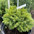 Kép 1/3 - Picea abies AVAA – Lucfenyő