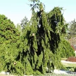 Kép 1/2 - Picea abies 'Inversa' – Csüngő ágú lucfenyő