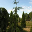 Kép 2/2 - Picea abies 'Inversa' – Csüngő ágú lucfenyő