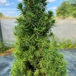 Kép 2/4 - Picea abies 'Piccolo' – Lucfenyő