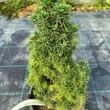 Kép 3/4 - Picea abies 'Piccolo' – Lucfenyő