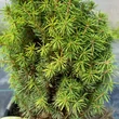 Kép 4/4 - Picea abies 'Piccolo' – Lucfenyő