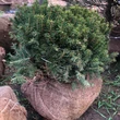 Kép 2/2 - Picea abies 'Pumila Nigra' – Lucfenyő