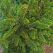 Kép 2/2 - Picea abies 'Will's Zwerg' – Lucfenyő
