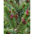 Kép 3/3 - Picea omorika – Szerb lucfenyő