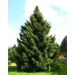 Kép 1/4 - Picea omorika – Szerb lucfenyő
