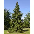 Kép 2/3 - Picea omorika – Szerb lucfenyő