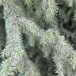 Kép 4/4 - Picea omorika – Szerb lucfenyő
