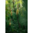 Kép 2/5 - Pinus mugo - Havasi törpefenyő
