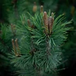 Kép 1/5 - Pinus mugo - Havasi törpefenyő