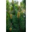 Kép 4/5 - Pinus mugo - Havasi törpefenyő