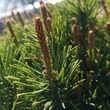 Kép 3/3 - Pinus mugo - Havasi törpefenyő