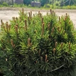 Kép 2/3 - Pinus mugo - Havasi törpefenyő