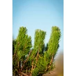 Kép 5/8 - Pinus mugo var. 'Pumilio' – Havasi törpefenyő
