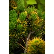 Kép 3/4 - Pinus mugo 'Winter Gold' – Aranylombú havasi törpefenyő
