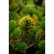 Kép 4/4 - Pinus mugo 'Winter Gold' – Aranylombú havasi törpefenyő