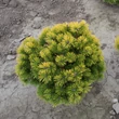 Kép 1/4 - Pinus mugo 'Winter Gold' – Aranylombú havasi törpefenyő