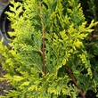 Kép 2/2 - Cupressocyparis leylandii 'Castlewellan Gold' - Arany leyland ciprus levélzete