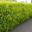 Kép 1/2 - Cupressocyparis leylandii 'Castlewellan Gold' - Sárga színű leyland ciprus