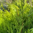 Kép 3/6 - Cupressocyparis leylandii 'Castlewellan Gold' - Sárga színű leyland ciprus