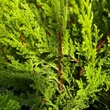 Kép 4/6 - Cupressocyparis leylandii 'Castlewellan Gold' - Sárga színű leyland ciprus