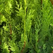 Kép 6/6 - Cupressocyparis leylandii 'Castlewellan Gold' - Sárga színű leyland ciprus