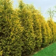 Kép 1/5 - Cupressocyparis leylandii 'Gold Rider' - Arany Leyland-ciprus