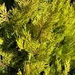 Kép 3/5 - Cupressocyparis leylandii 'Gold Rider' - Arany Leyland-ciprus