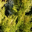 Kép 4/5 - Cupressocyparis leylandii 'Gold Rider' - Arany Leyland-ciprus