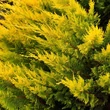Kép 2/5 - Cupressocyparis leylandii 'Gold Rider' - Arany leyland ciprus